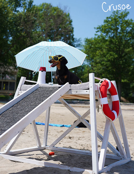 cute dachshund lifeguard