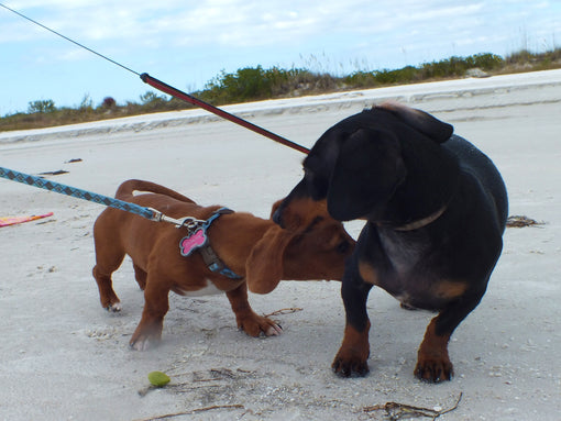 dog-lovers-on-beach
