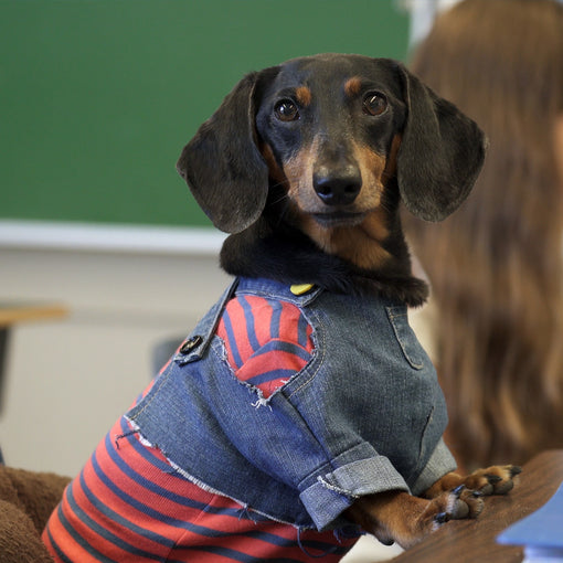 oakley dachshund goes to school thumb