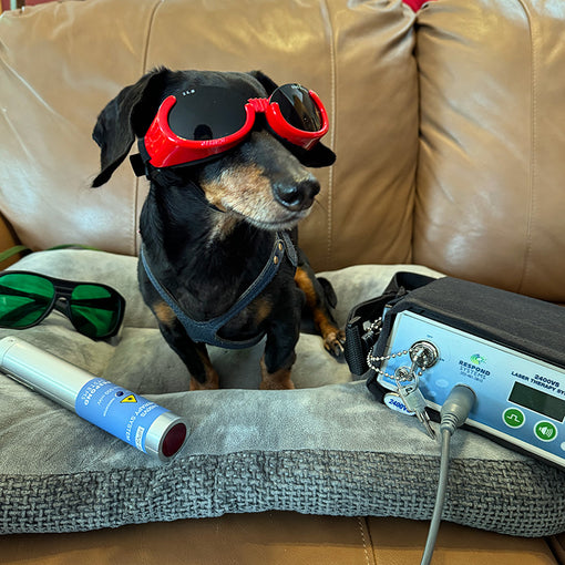 You Can Do Laser Therapy For Your IVDD Dog at Home!?