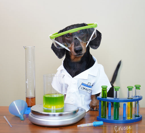 scientist dog adorable dachshund