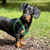 Crusoe the dachshund harness