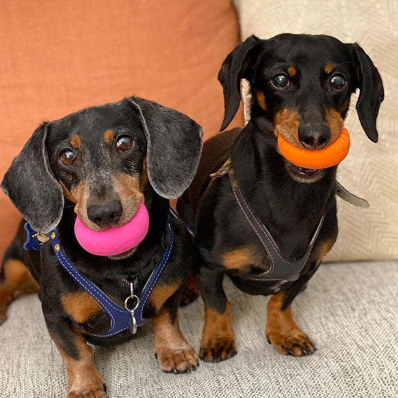best harness for dachshunds