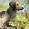 Daphne dachshund harness