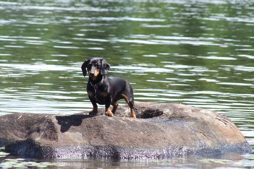 Dachshund Swimming Lessons