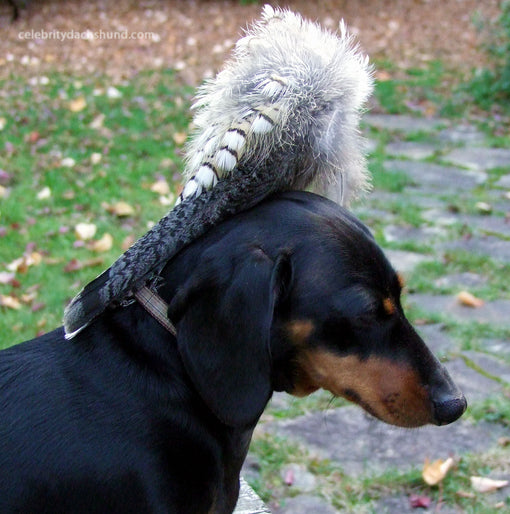 Dachshund Davy Crockett