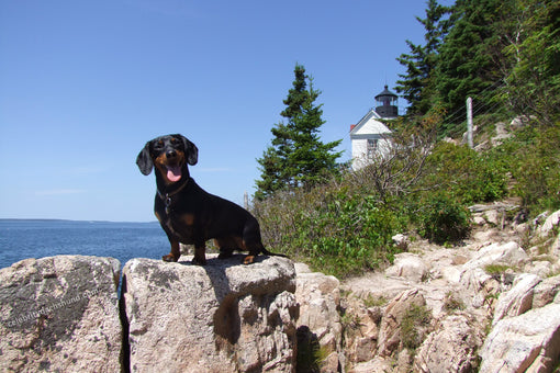 Bass Harbor Lighthouse Maine