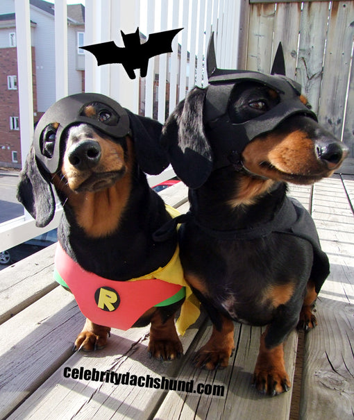 BATDOG and Robin Dog Costumes