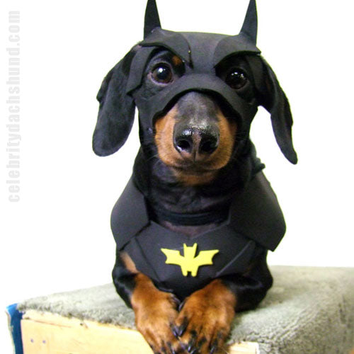 BATDOG