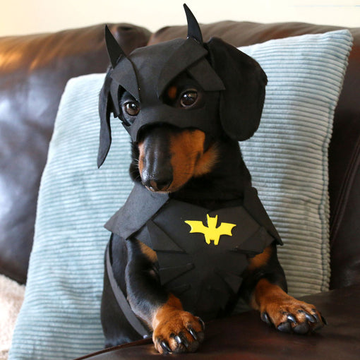 A Day-in-the-life of... BATDOG!