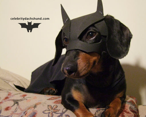 BATDOG wiener dog outfit