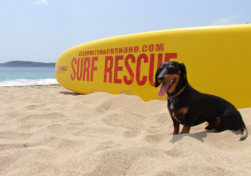 Beach Rescue Dachshund