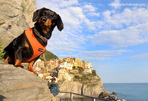 Crusoe Dachshund in Cinque Terre Italy