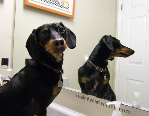 Dog Looking at Himself in Mirror