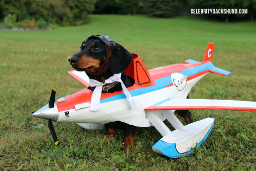 Airplanes & Wiener Races