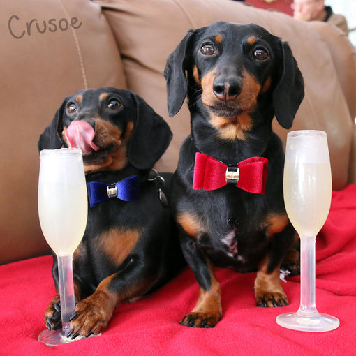 Crusoe and Oakley New Years Dogs