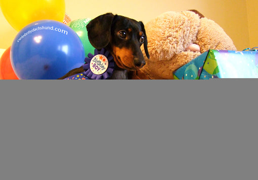 Cute Dachshund on Birthday Presents and Cake