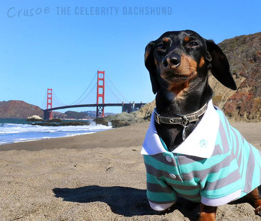 crusoe celebrity dachshund san francisco