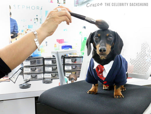crusoe dachshund breakfast television montreal