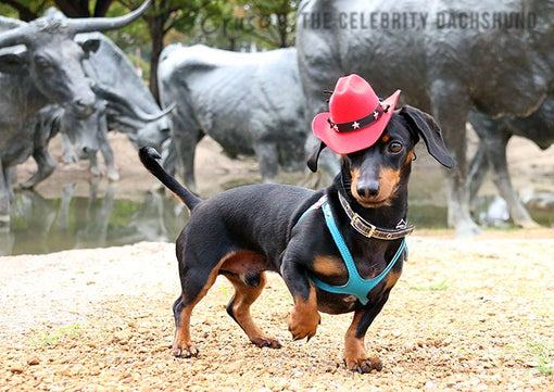 crusoe dachshund cowboy