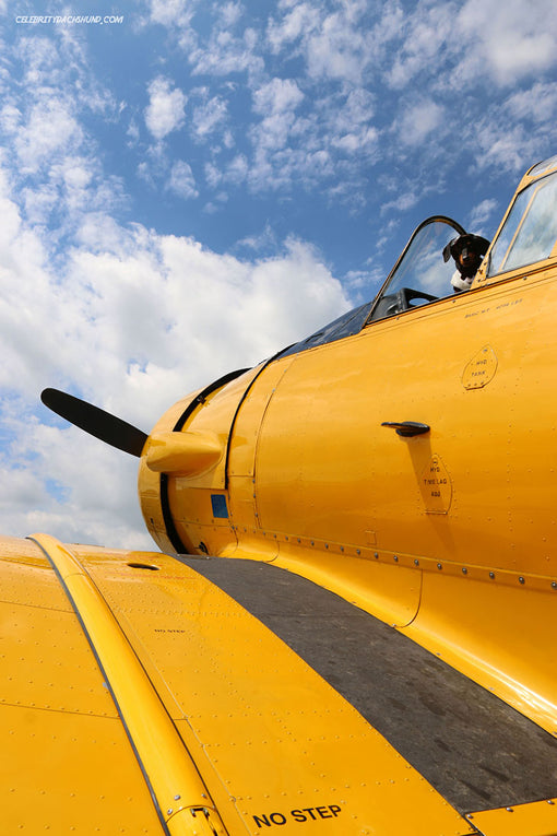 Crusoe Dachshund Flies Plane