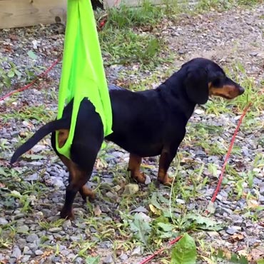 crusoe learning to walk again after surgery