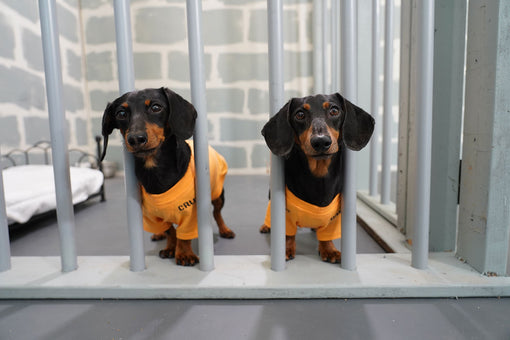 crusoe oakley prison bros