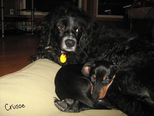 crusoe puppy with laffie