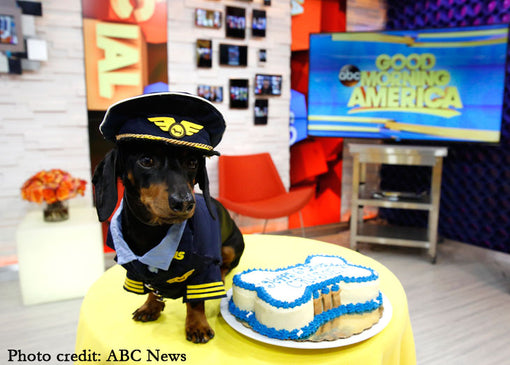 Crusoe the Dachshund on Good Morning America