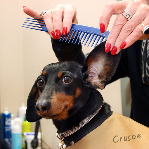Crusoe Getting His Hair Done!