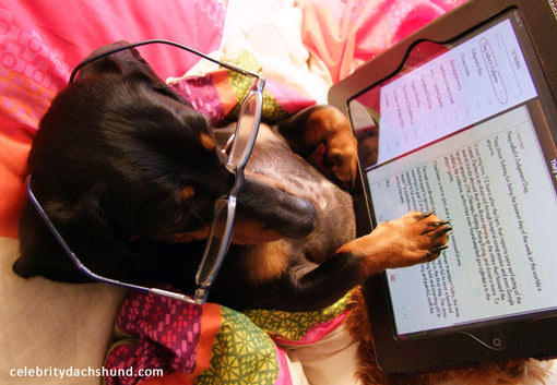 Funny Dachshund Uses iPad