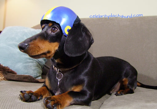 wiener dog with football helmet