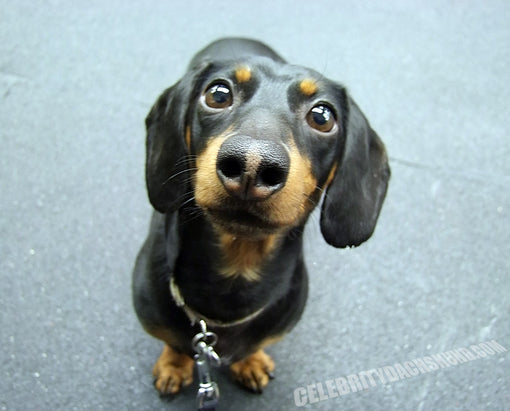 Cute Dachshund Crusoe