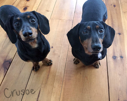 Cute Dachshund Crusoe and Oakley