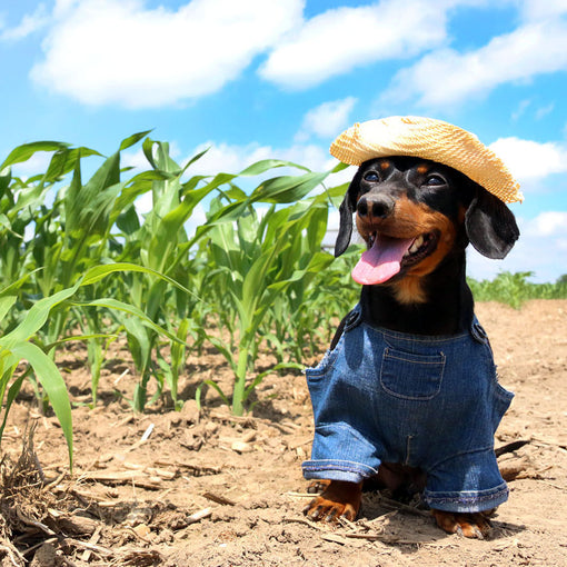 Oxford County Part 2: Farm Chores & Cheese Tasting