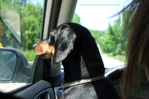 dachshund-driver-seat