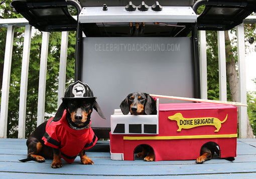 Dachshund Fire Fighters