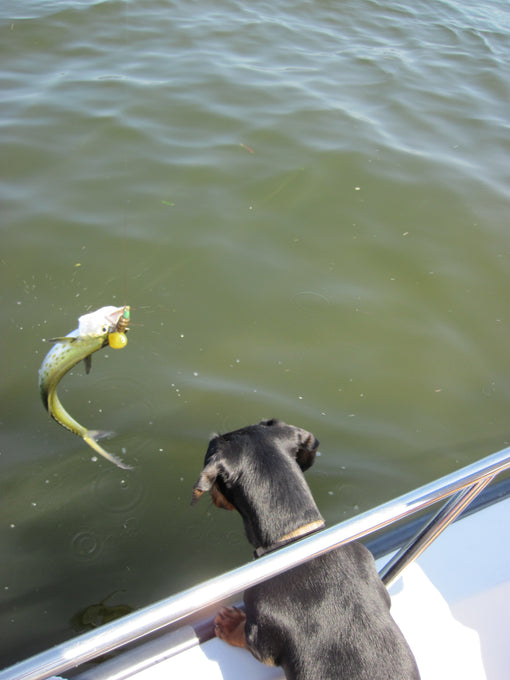 dachshund-goes-fishing