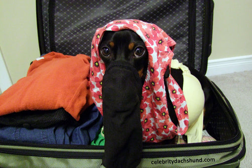 dachshund-hiding-in-suitcase