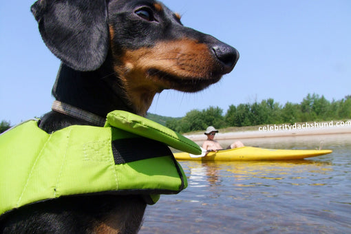 Kayaking with Wiener Dogs