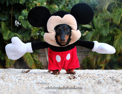 Dachshund Mickey Mouse Costume