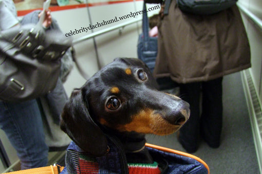 Dachshund Flying Plane