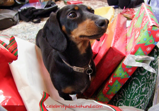 Dachshund Opens Presents