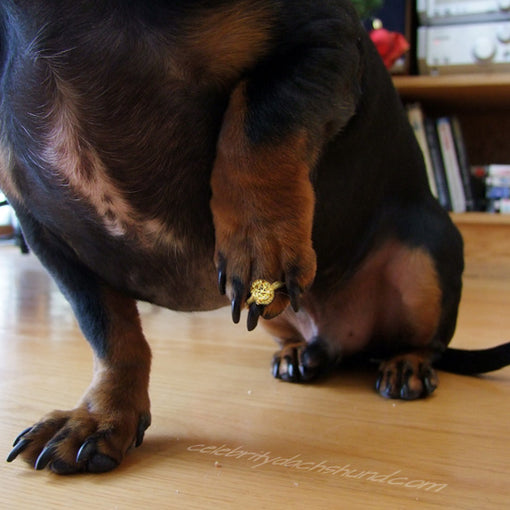 Dachshund Ring Bearer