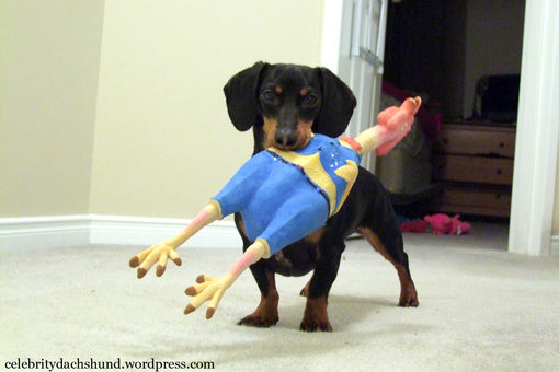 dachshund-rubber-chicken