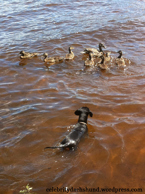 dachshund swimming after ducks
