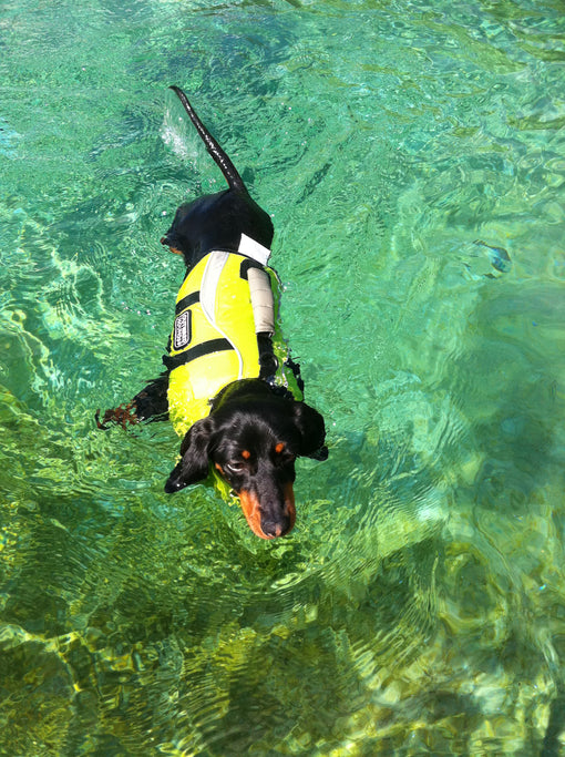 dachshund-swimming-lifejacket