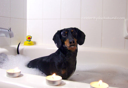 Wiener Dog Taking a Bath