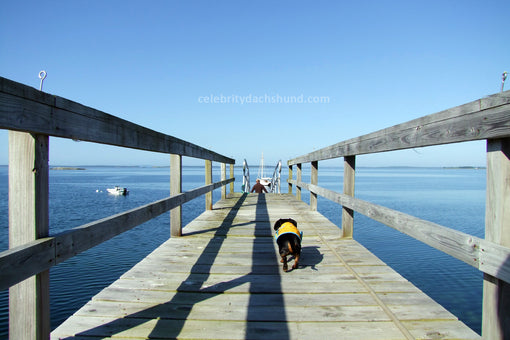 Dachshund on Dock