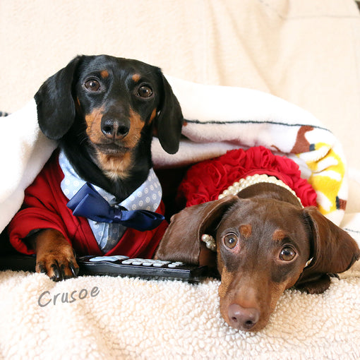 dachshunds cuddling watching movie